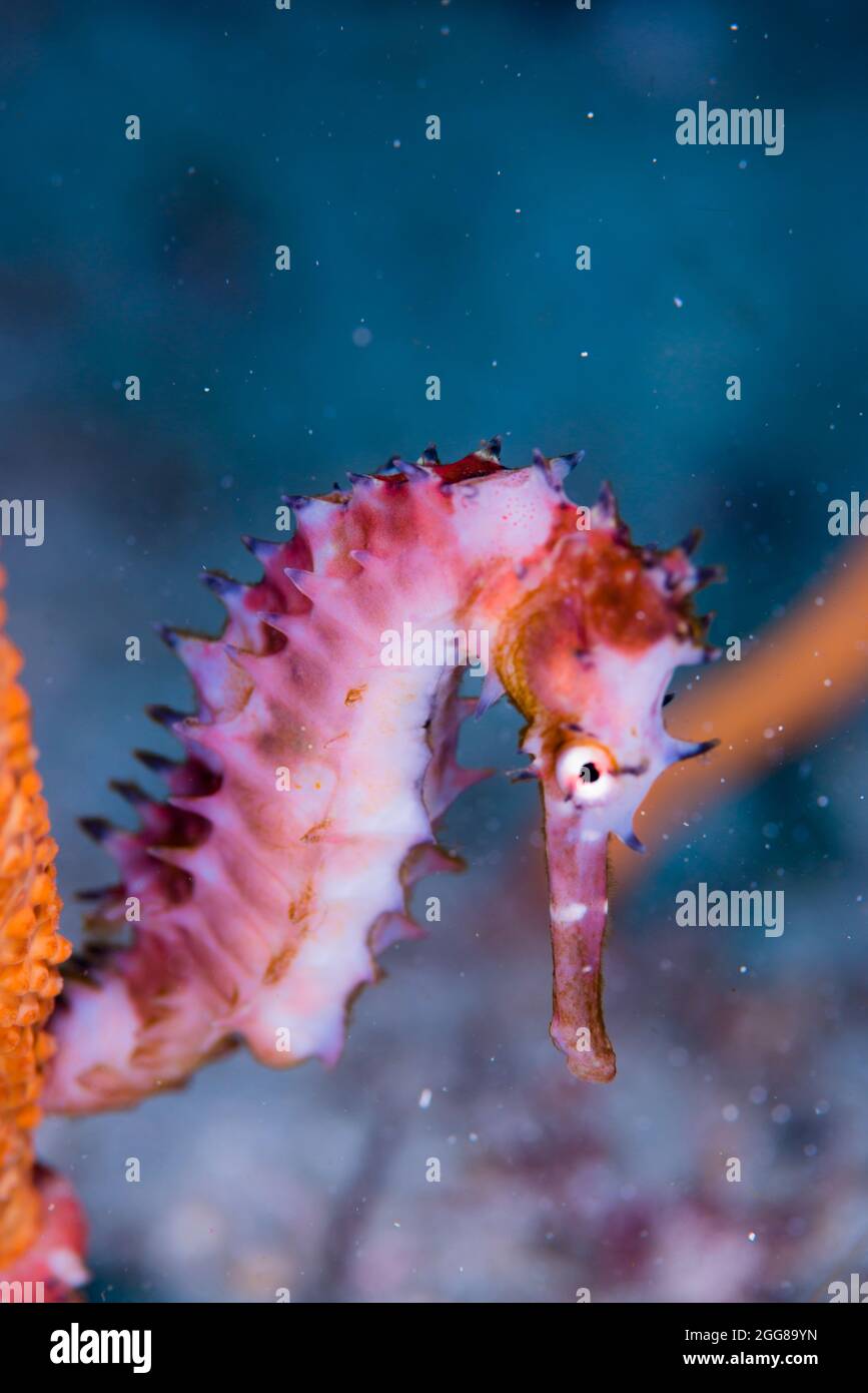 Thorny seahorse Stock Photo