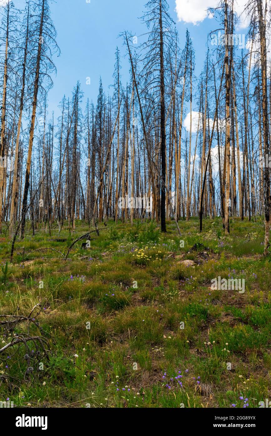 Purple wildflowers bloom after Forest fire in Grand Teton National Park, Wyoming Stock Photo