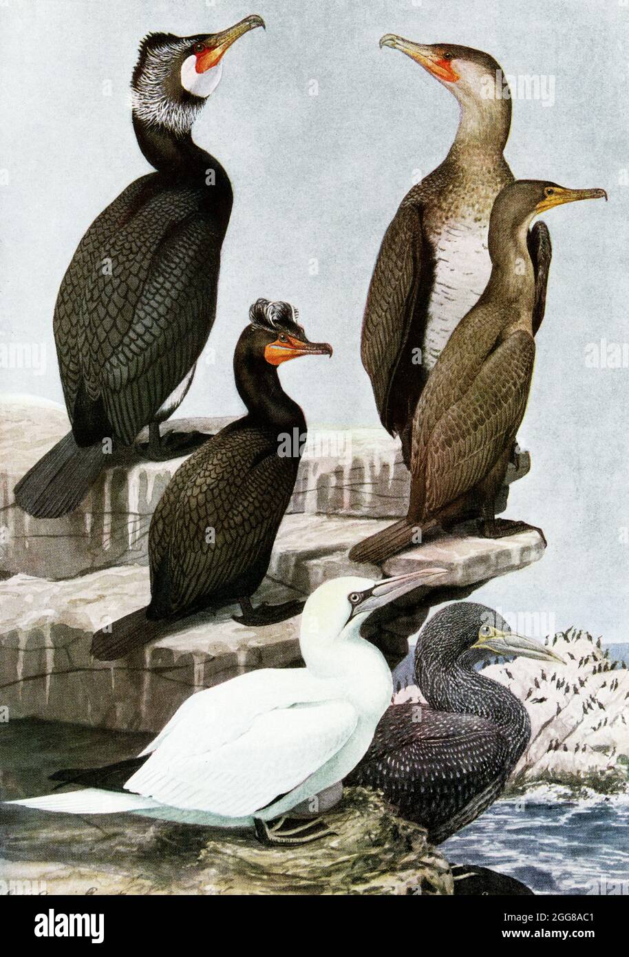 This 1917 illustration shows the following by Louis Agassiz Fuertes:  TOP: Common Commorant Phalacrocorax carbo (Linnaeus)  Left: Adult in breeding plummage. Right: Immature MIDDLE: Double-Crested Cormorant Phalacrocorax auritus auritus (Lesson) Left: Adult in breeeding plummage. Right: Immature Bottom: Gannet Sula Bassana (Linnaeus)  Left: Adult, Right: Immature Louis Agassiz Fuertes (1874-1927), an American ornithologist, illustrator and artist who set the rigorous and current-day standards for ornithological art and naturalist depiction. He is considered one of the most prolific American bi Stock Photo