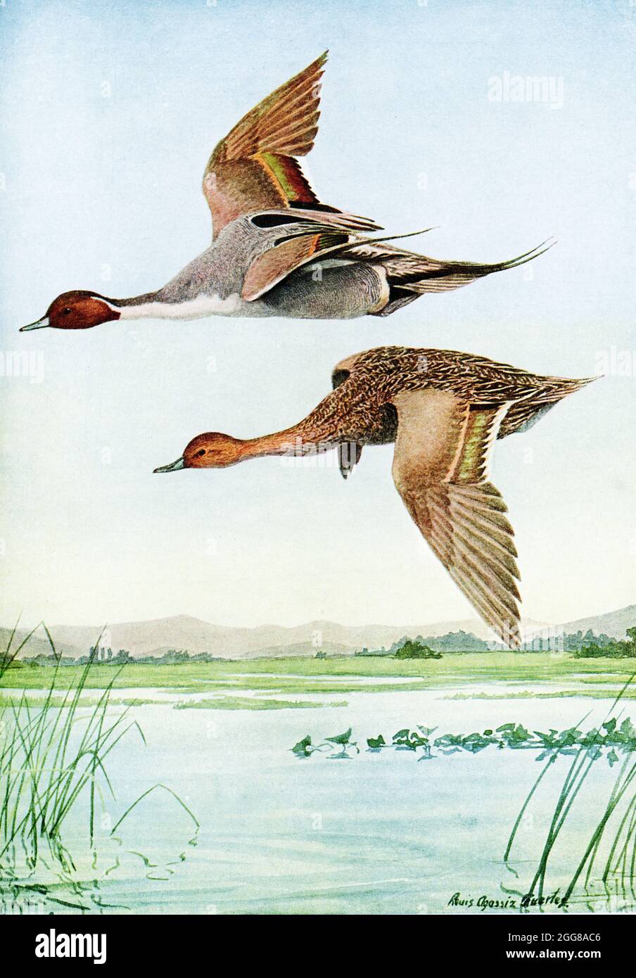 The 1917 caption reads: Pintail Dafila acuta (Linnaeus). The top is a male pintail duck; the bottom is a female. The illustrator is Louis Agassiz Fuertes, Fuertes (1874-1927), an American ornithologist, illustrator and artist who set the rigorous and current-day standards for ornithological art and naturalist depiction. He is considered one of the most prolific American bird artists, second only to his guiding professional predecessor John James Audubon. Stock Photo