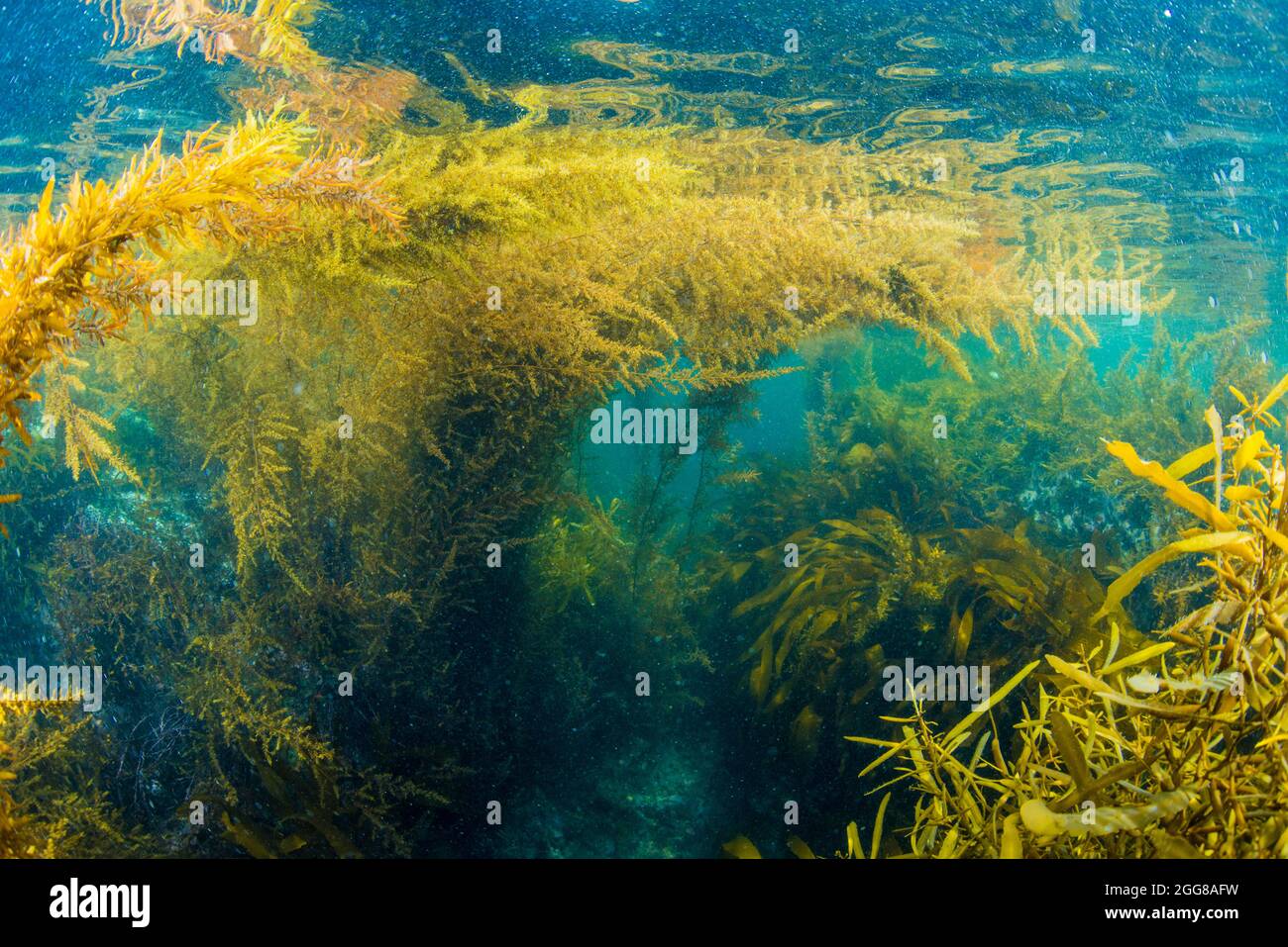 Seaweed underwater hi-res stock photography and images - Page 2