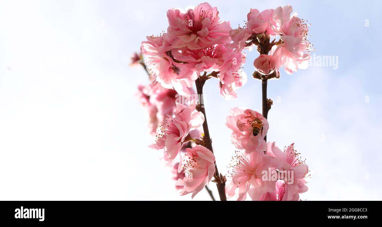 A close up different view of beautiful fresh light bright pink peach blossom with a honey bee inside the flower or petals getting pollen. Stock Photo