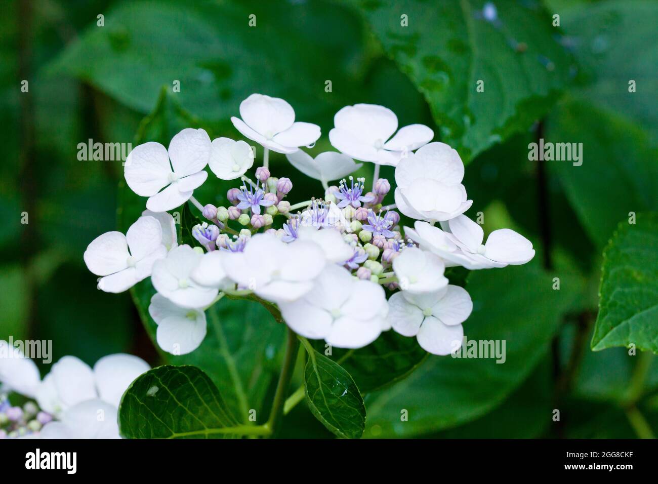Hydrangea serrata flower closeup - Virginia USA Stock Photo