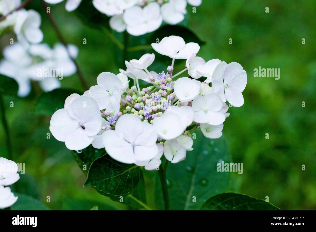 Hydrangea serrata flower closeup - Virginia USA Stock Photo