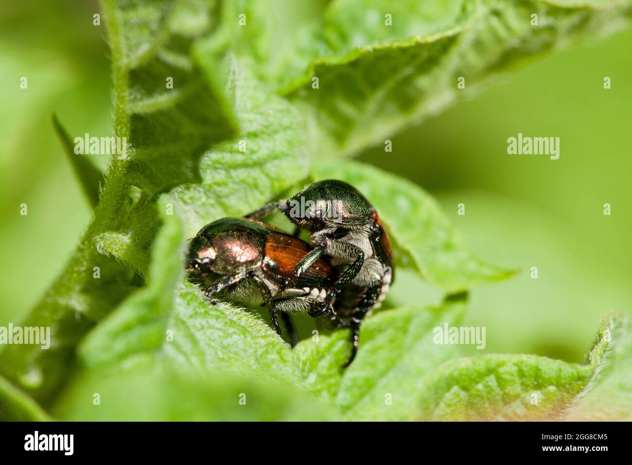 Pair of Japanese beetles mating (Popillia japonica) - Virginia, USA Stock Photo