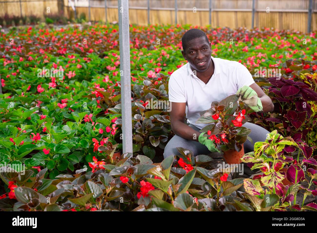 Male African American florist examining begonia seedlings Stock Photo