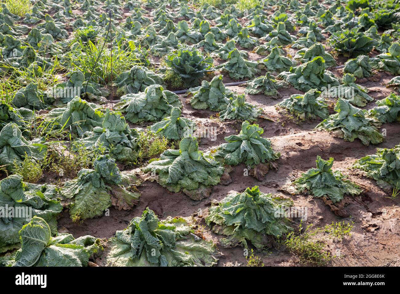 Rows of wilted cabbage after drought in farm field Stock Photo - Alamy