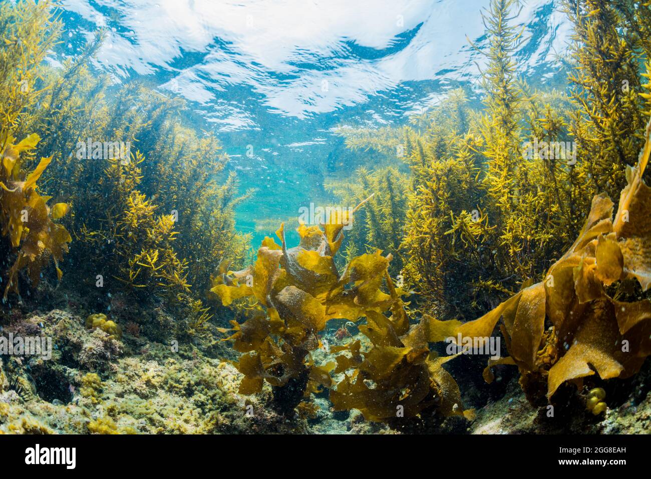 Green Seaweed in Hayama,Kanagawa,Japan Stock Photo Alamy