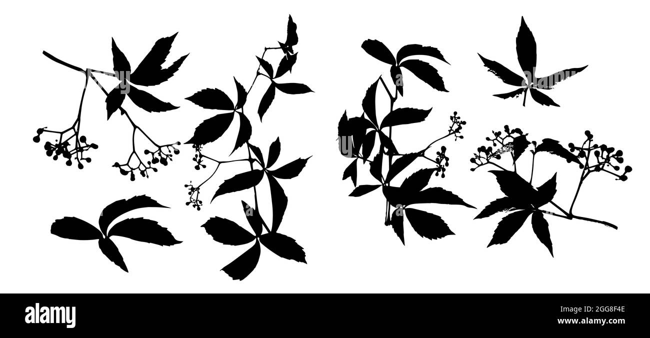 Set of monochrome leaves. Parthenocissus inserta. Vector illustration Stock Vector