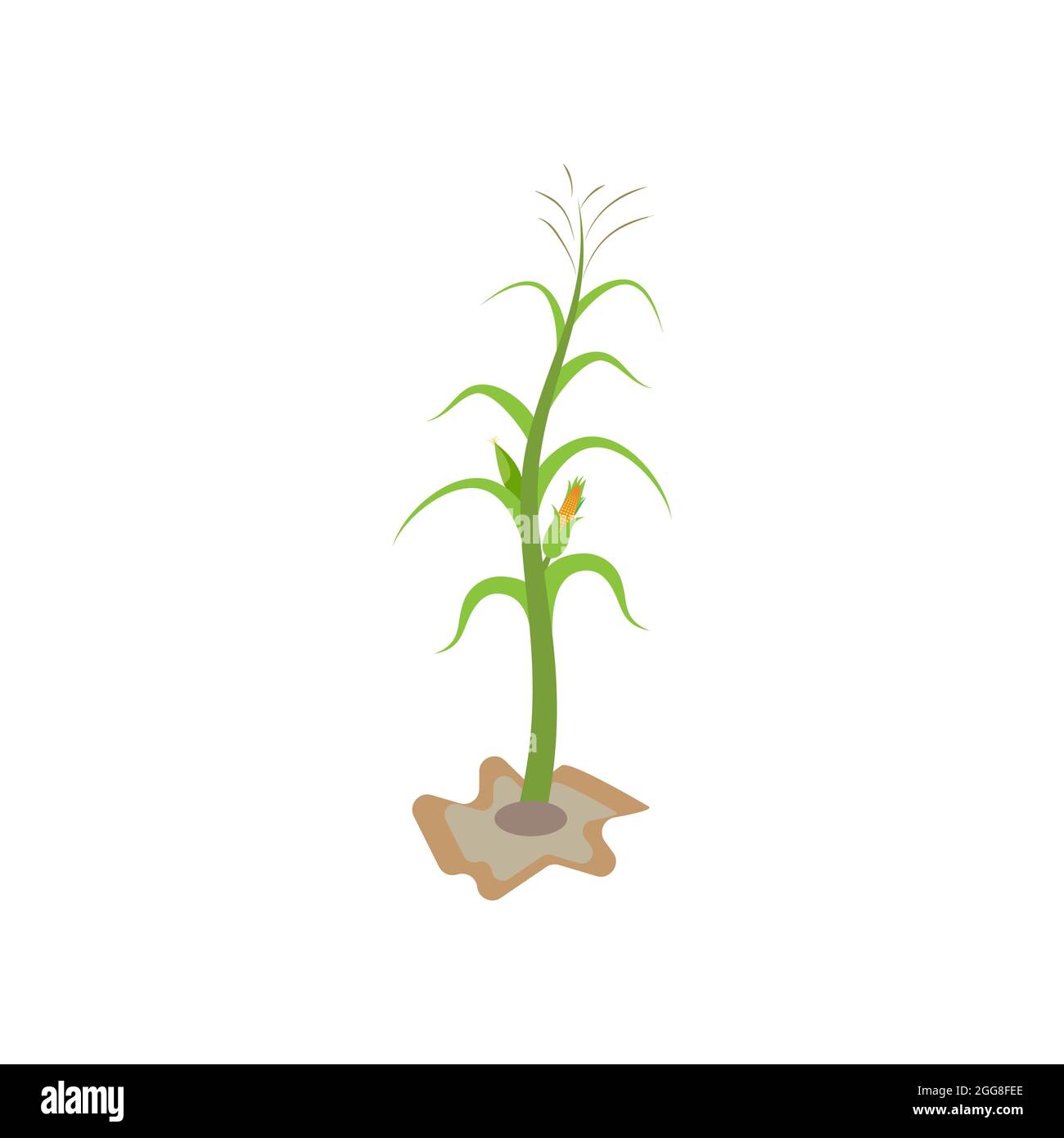 Agriculture corn vector icon design template Stock Photo - Alamy