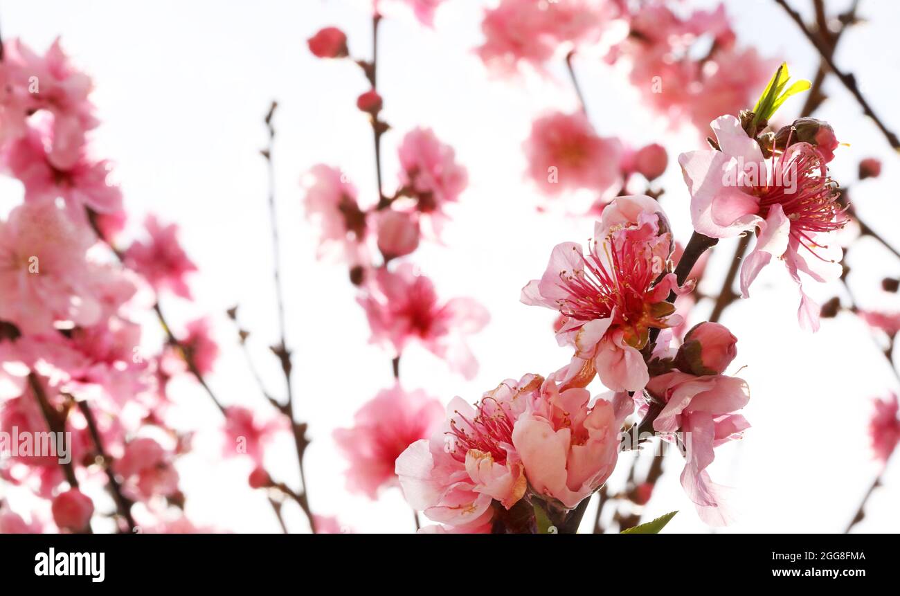 A view from underneath looking through bright fresh pink peach or stone fruit blossom petals and flowers against a backdrop of sky. Stock Photo