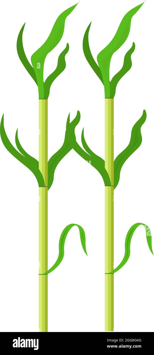 Green sugarcane, illustration, vector on a white background. Stock Vector