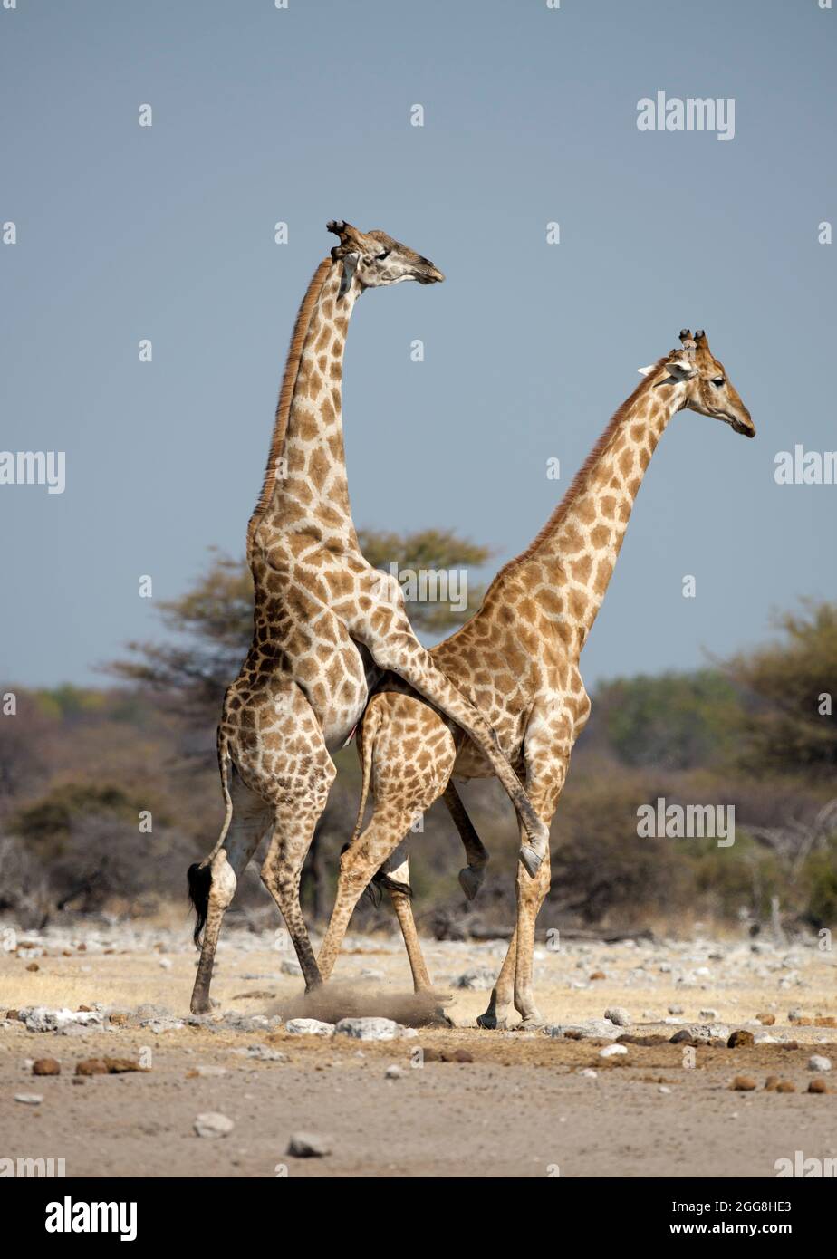 Giraffe mating in Etosha National Park,Namibia.Africa Stock Photo - Alamy