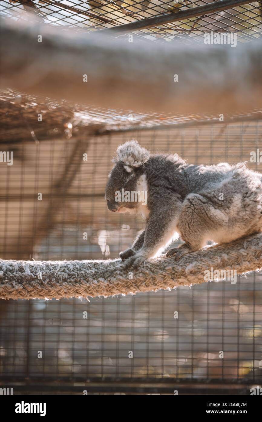 Koala sitting in tree eating hi-res stock photography and images - Alamy