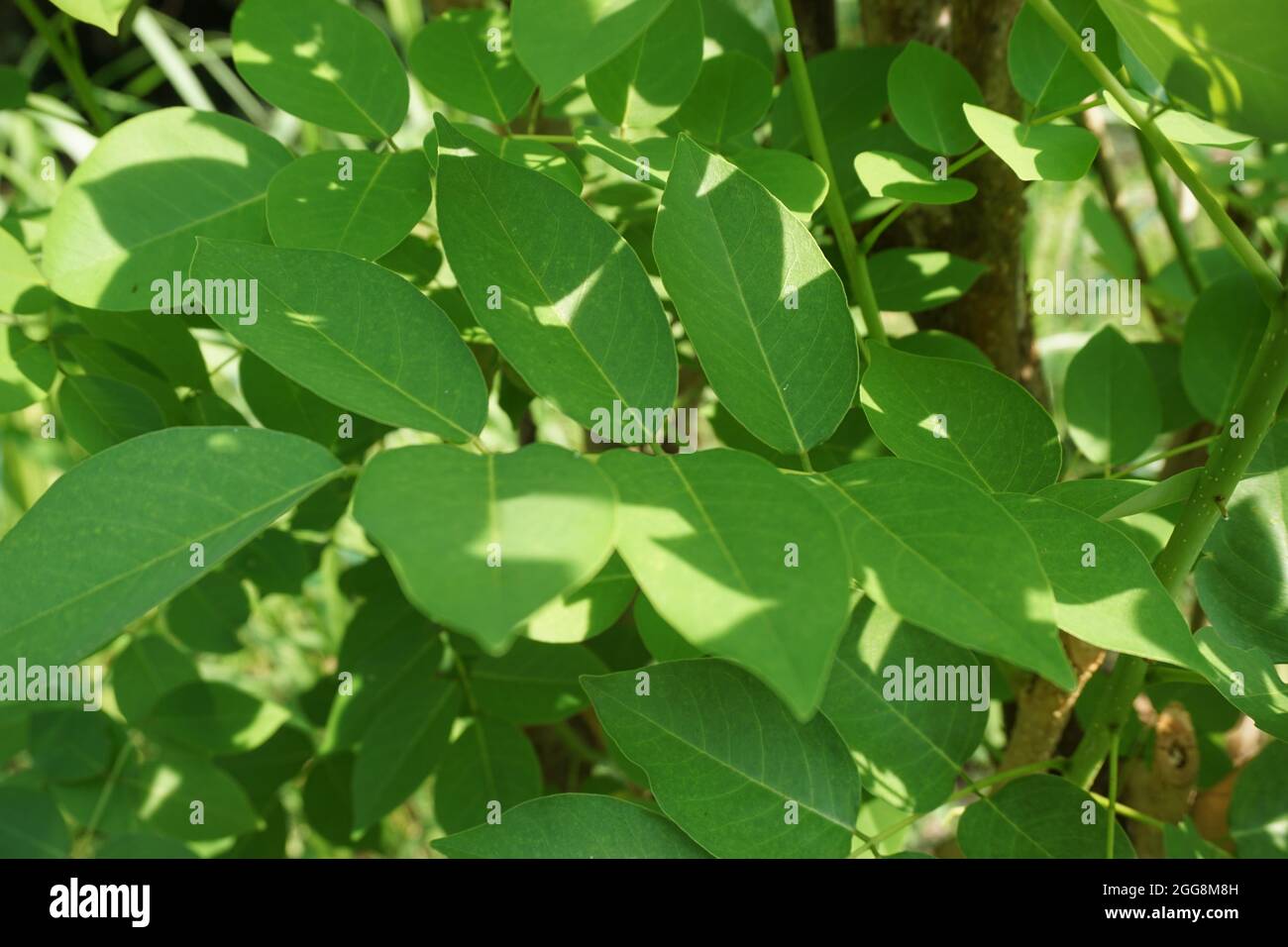 Dalbergia latifolia (also known as sonokeling, sanakeling, rosewood) with a natural background. Stock Photo
