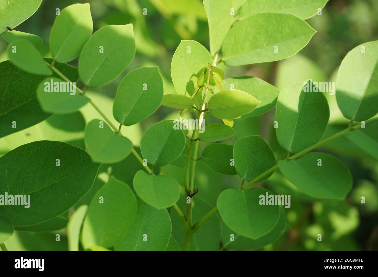 Dalbergia latifolia (also known as sonokeling, sanakeling, rosewood) with a natural background. Stock Photo