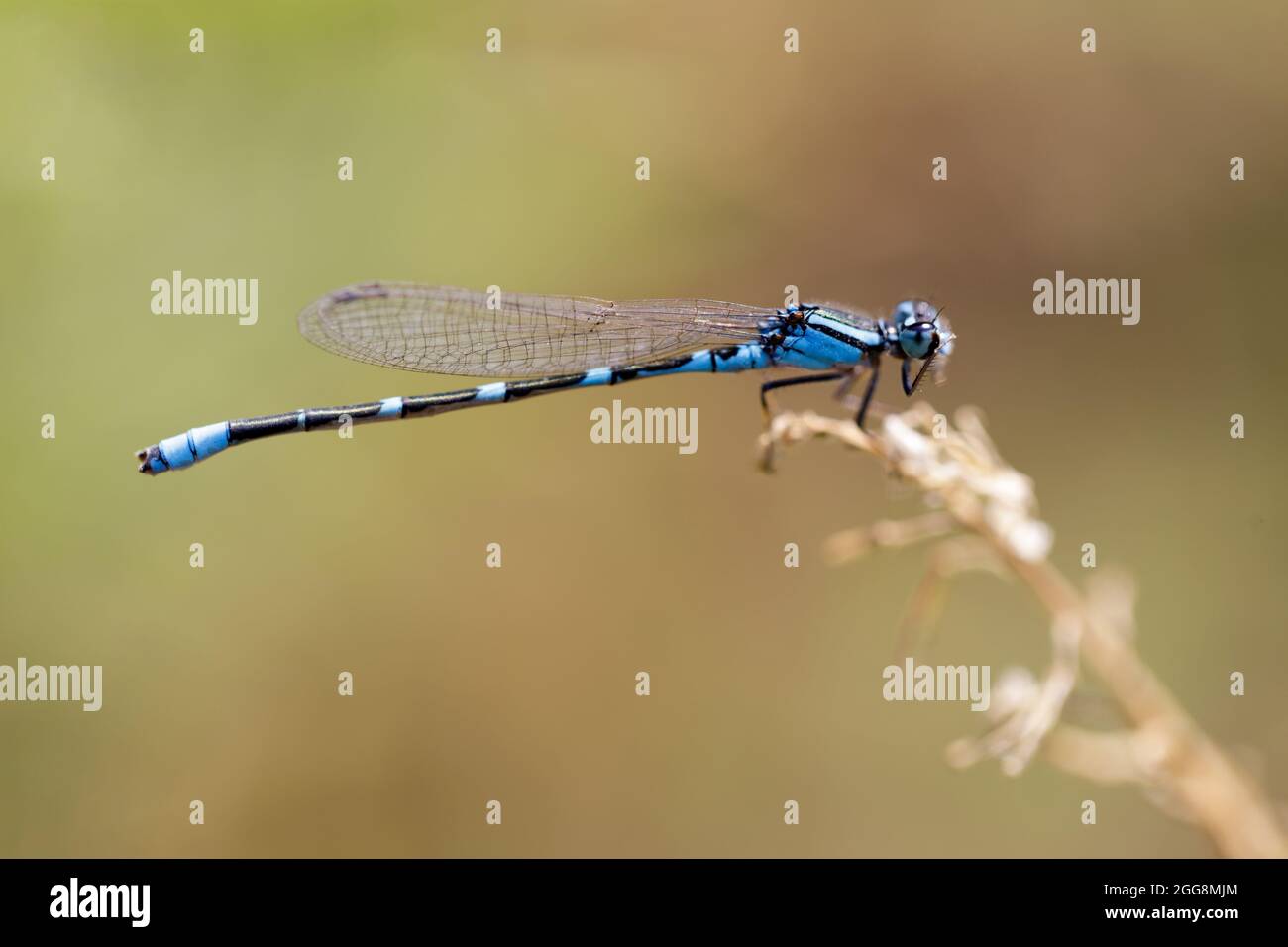 Blue-tailed damselfly male perched on a plant by the lake. Santa Clara County, California, USA. Stock Photo