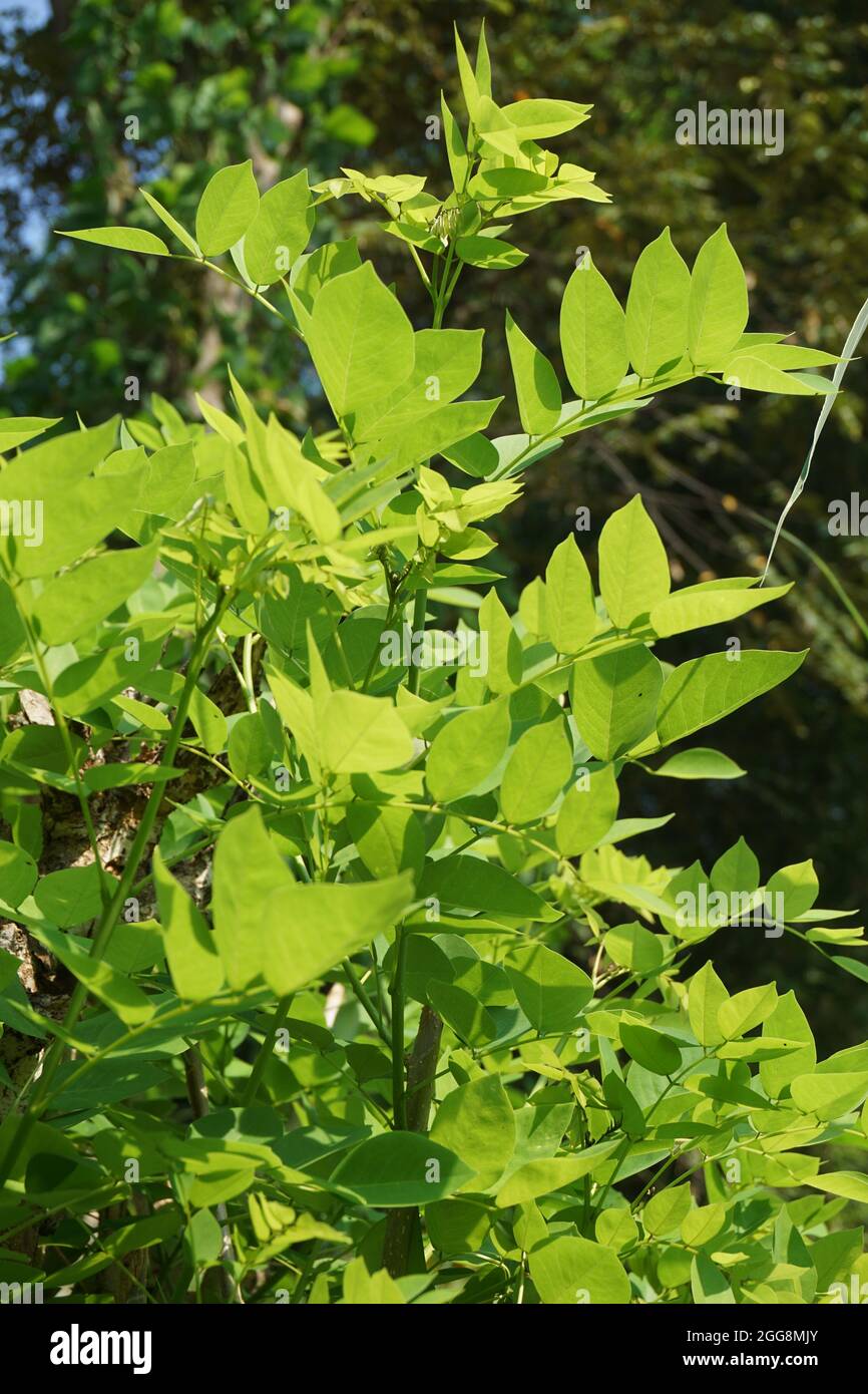 Dalbergia latifolia (also known as sonokeling, sanakeling, rosewood) with a natural background. Stock Photo