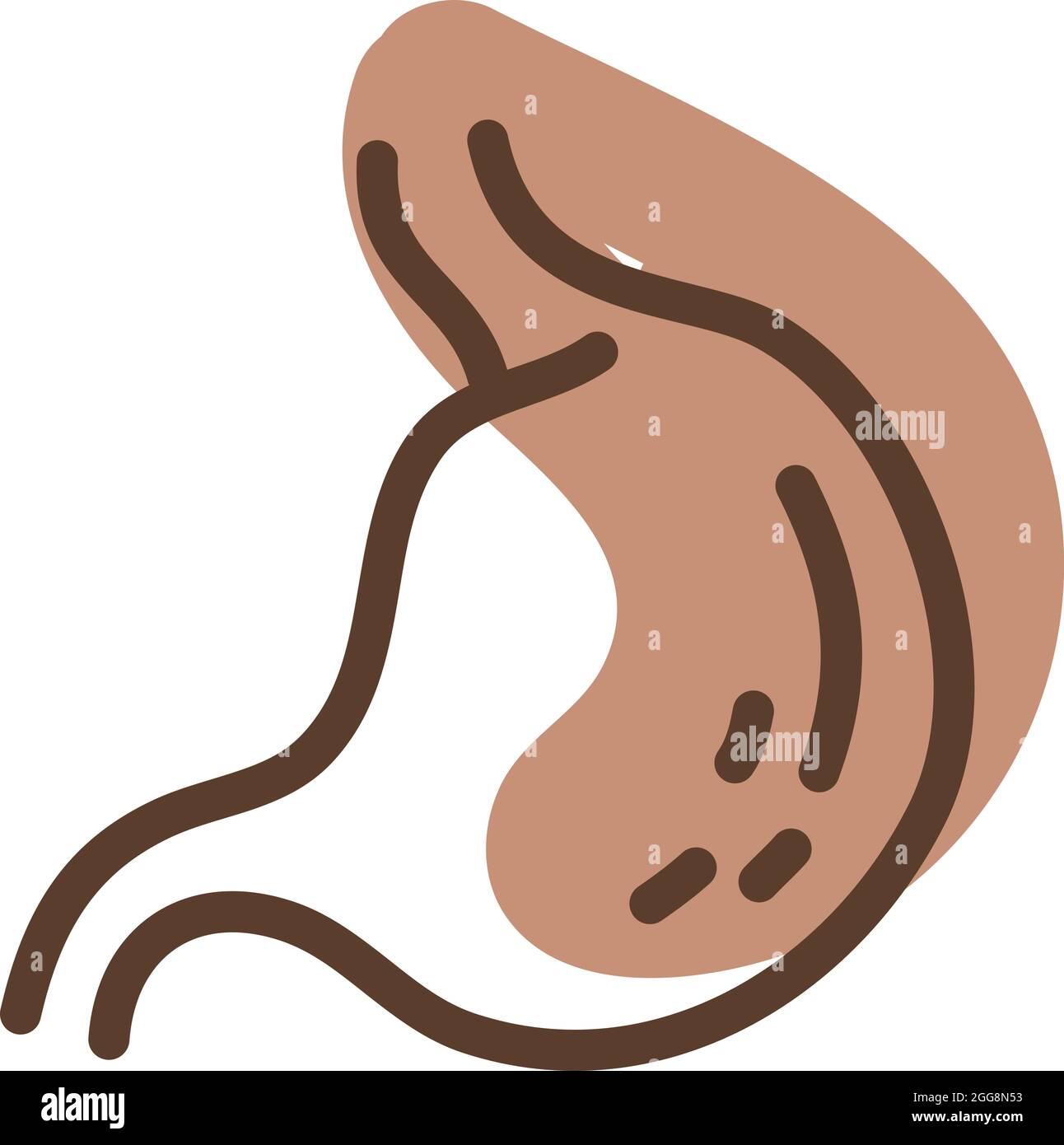 Human stomach, illustration, vector, on a white background. Stock Vector