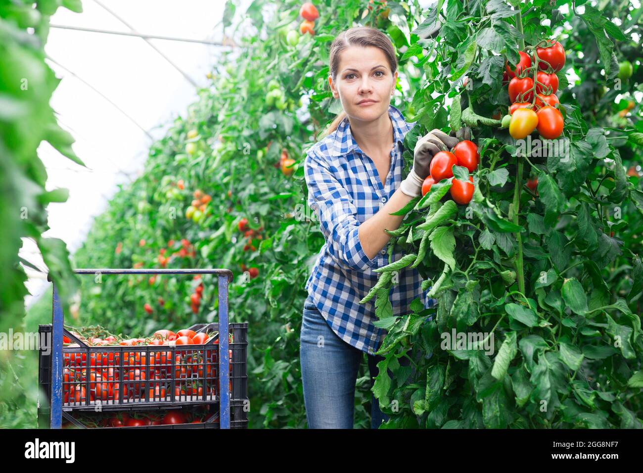 Farm workwoman gathering crop of tomatoes in hothouse Stock Photo - Alamy