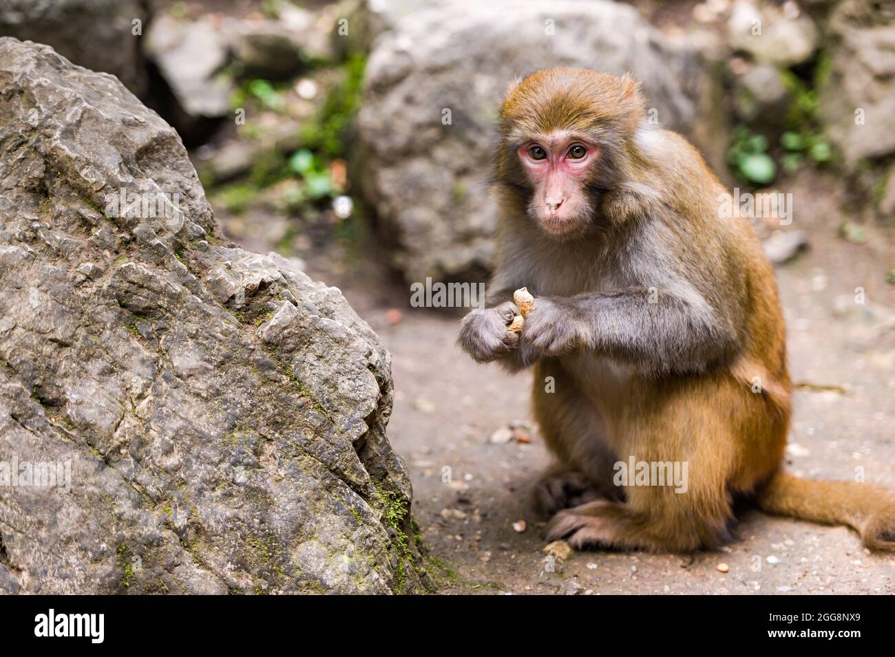 Monkey eating peanuts hi-res stock photography and images - Alamy
