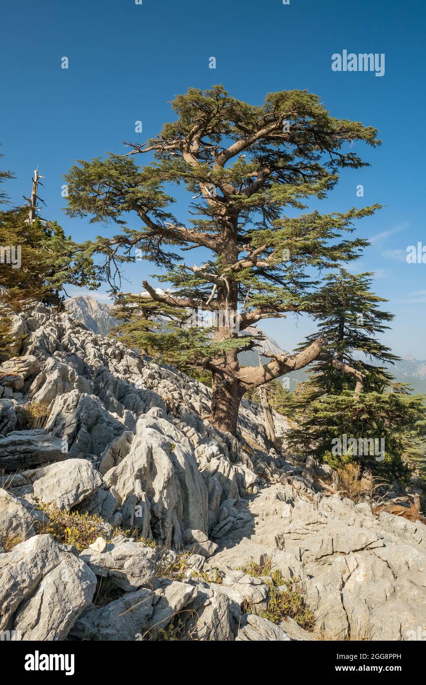 Lebanese Cedar trees at the slopes of Tahtali mountain in Turkey Stock Photo