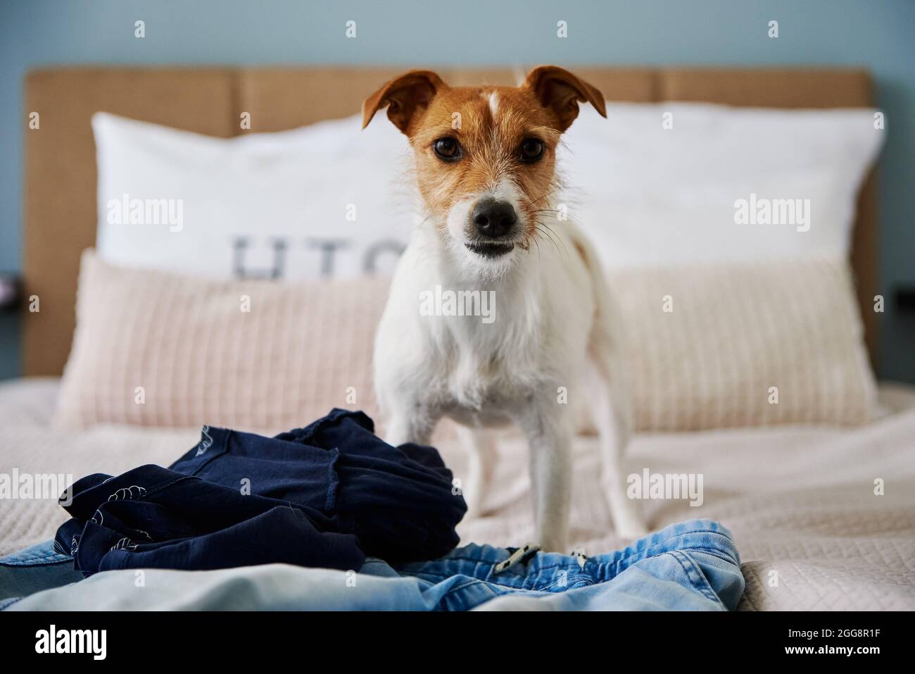 Angry dog portrait at bedroom. Pet damage Stock Photo