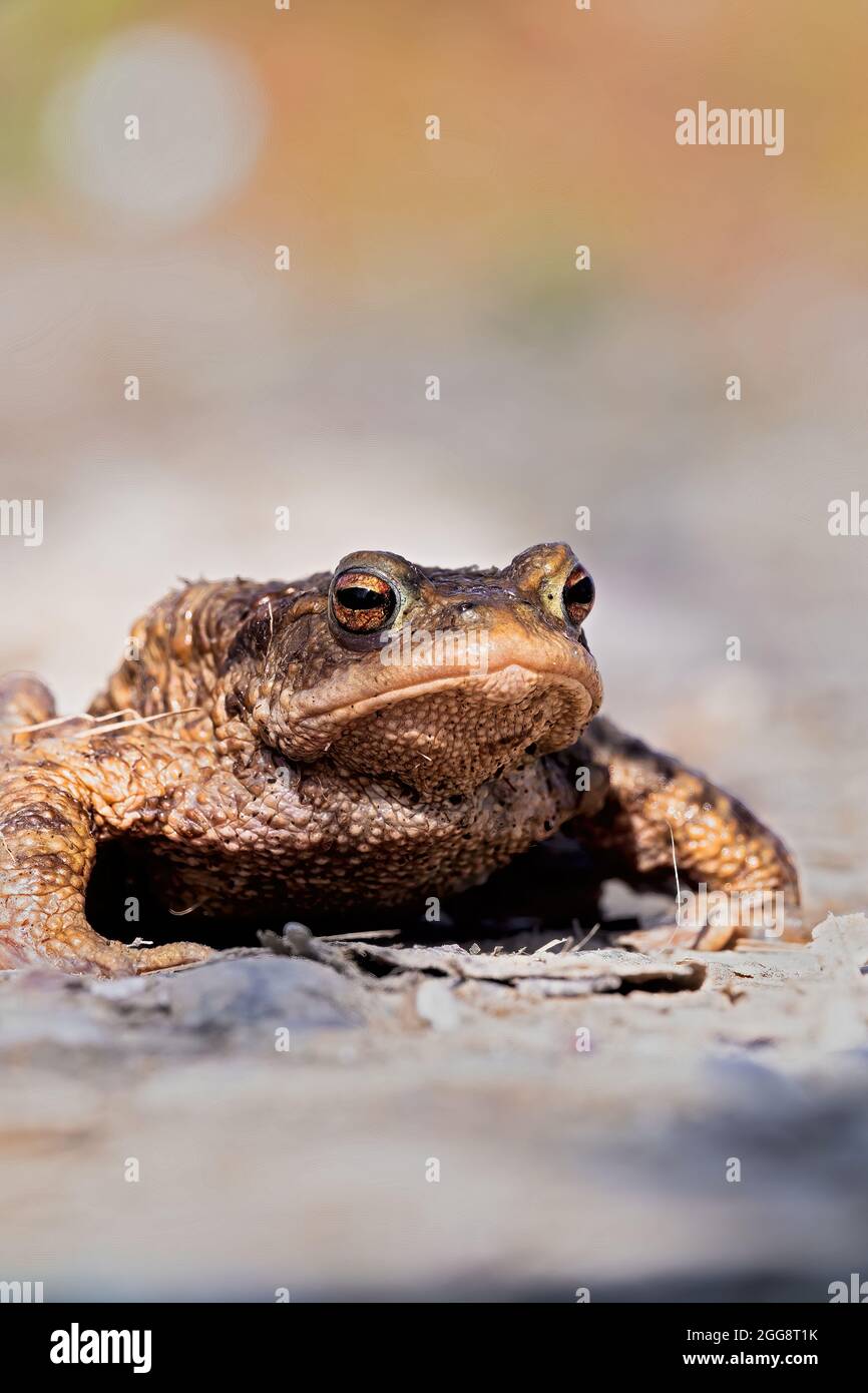 spring is the time of toad migration Stock Photo - Alamy