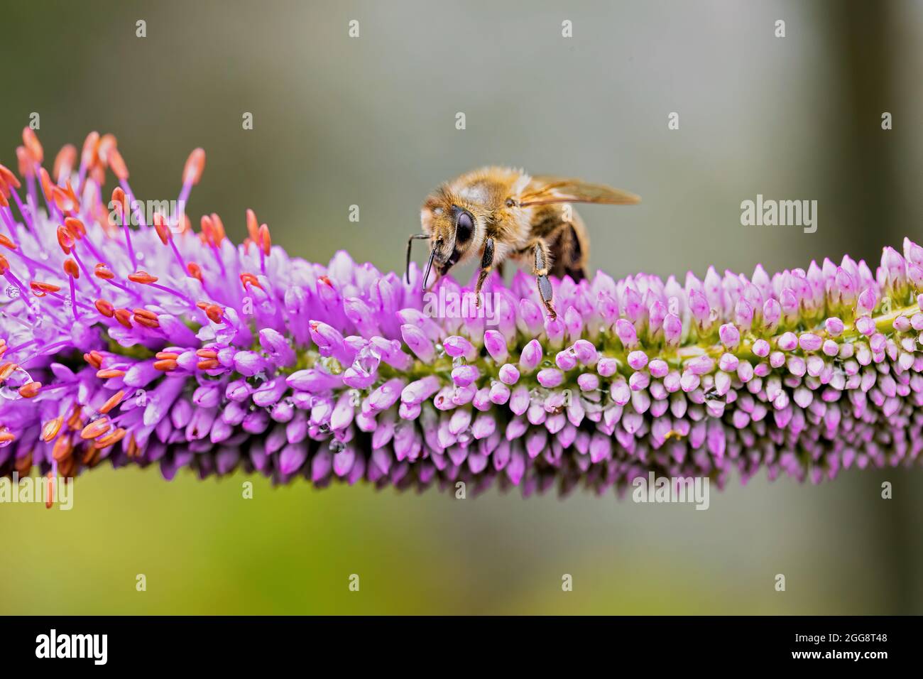 close up of a bee, perching on a lilac flowering plant Stock Photo