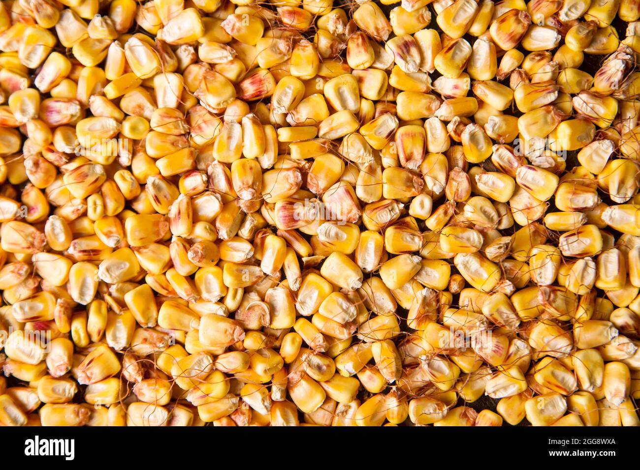 Representation of dried corn kernels ready for grinding Stock Photo Alamy