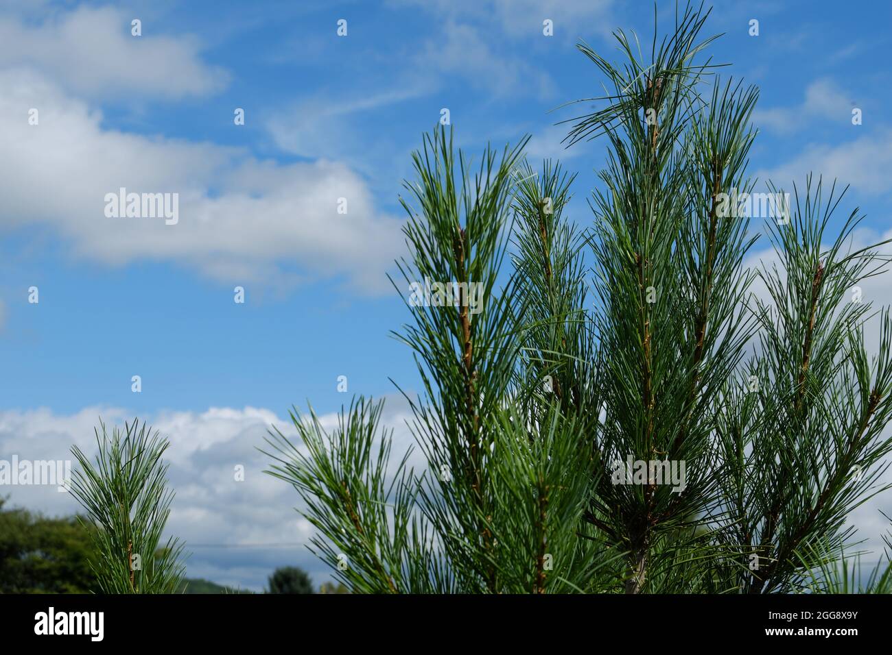 The green, juicy top of a young Siberian cedar against the background of a blue sky with clouds. Selective focus. Stock Photo