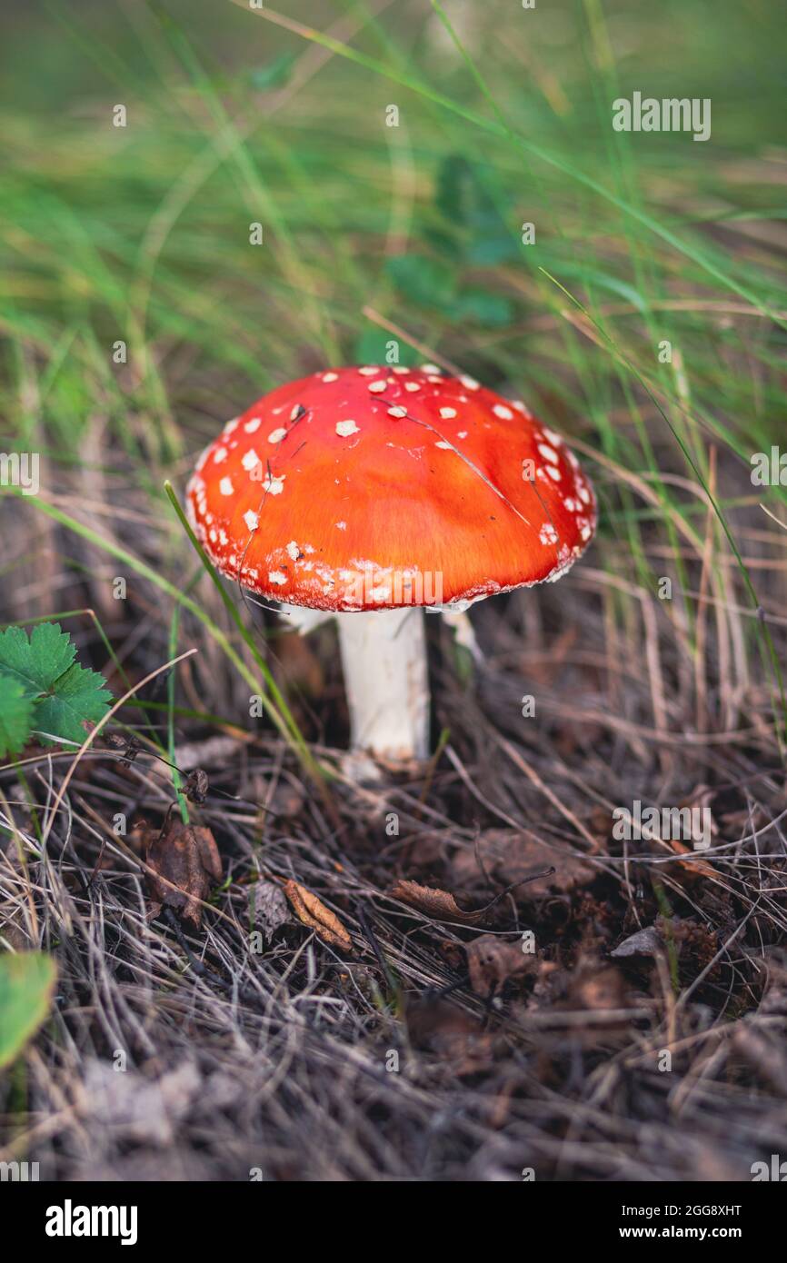 An inedible mushroom is a red fly agaric near a tree. Forest poisonous mushroom red fly agaric. Beautiful forest background with a red mushroom close- Stock Photo