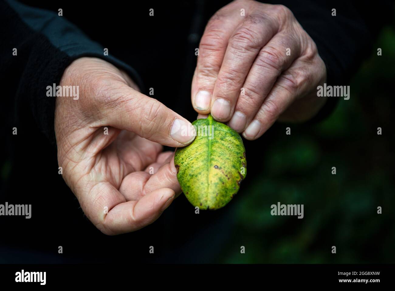 Bremen, Germany. 19th Aug, 2021. Cord Jürgens, horticultural manager of ...
