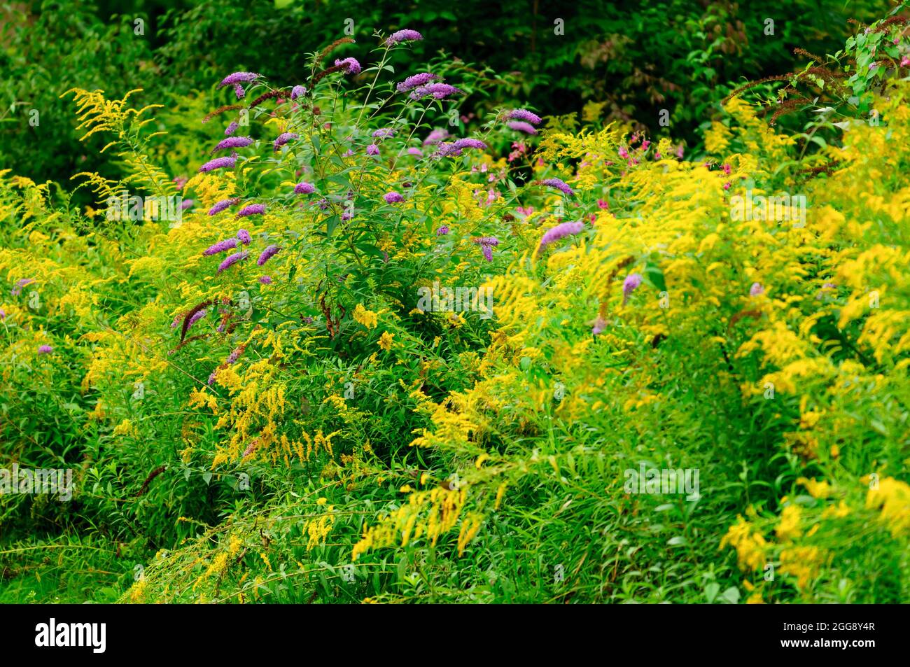 European goldenrod, Solidago virgaurea in a riverside forest nearby the danube river in lower austria Stock Photo