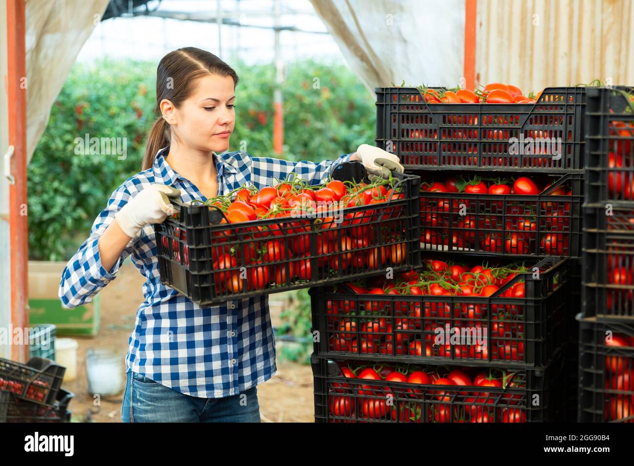 Woman gardener stacking boxes with tomatoes in greenhouse Stock Photo ...