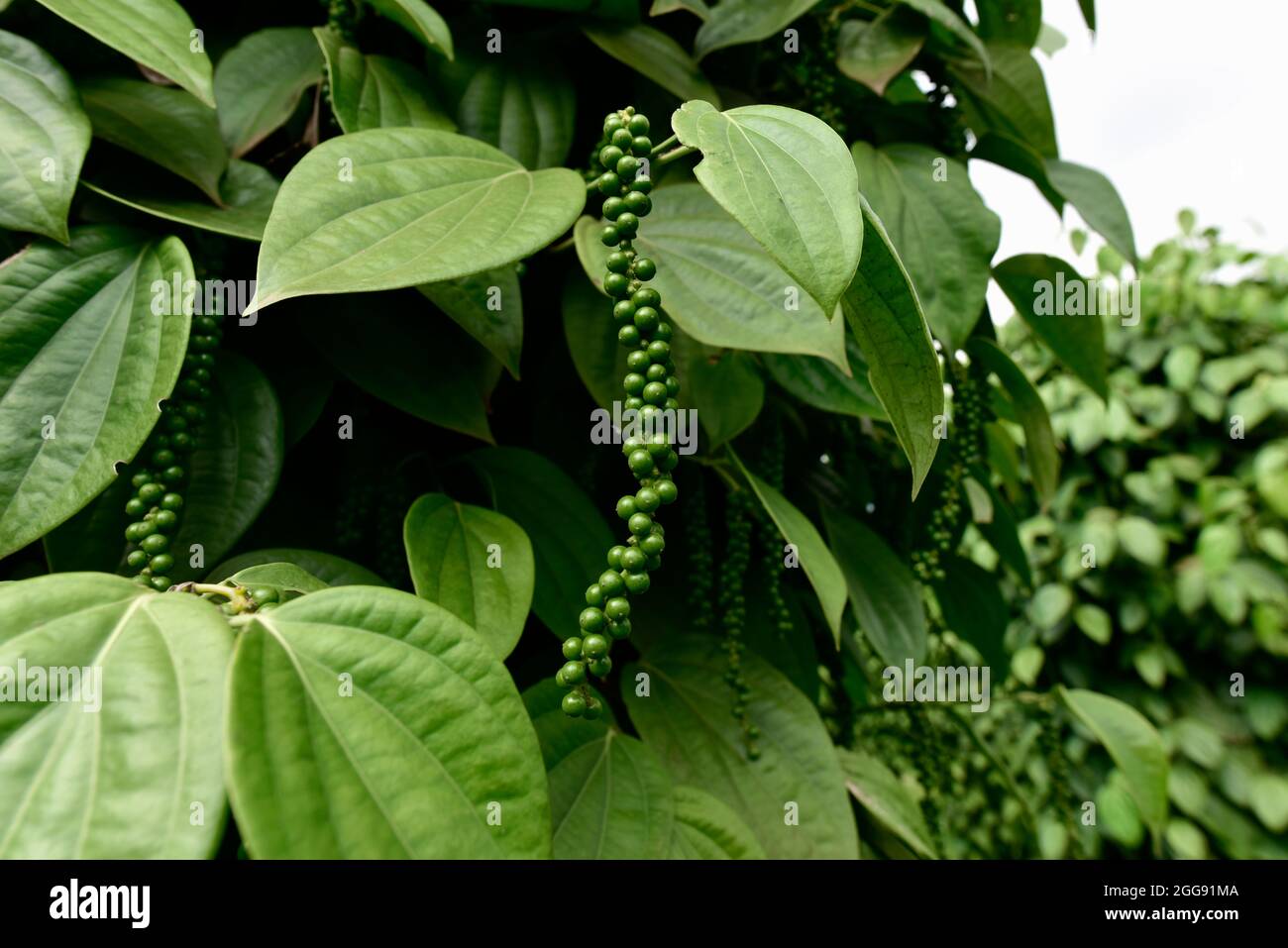 Black pepper plant with green berries and leaves (Kumily, Kerala