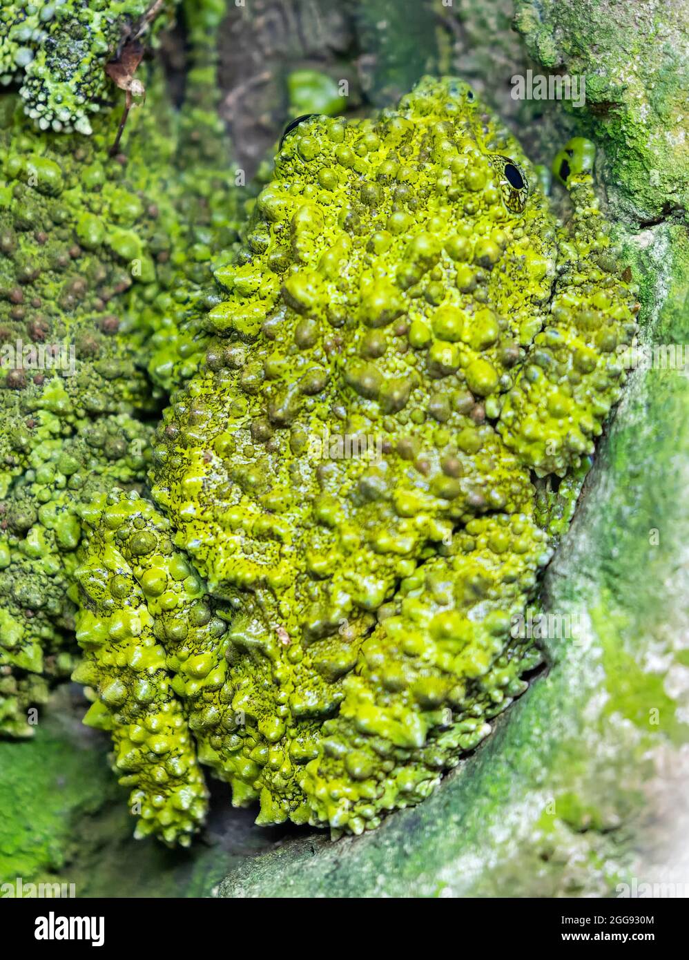 Close-up view of a Vietnamese mossy frog (Theloderma corticale) Stock Photo