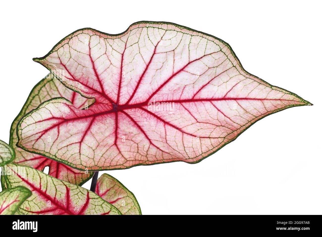Close up of leaf of exotic 'Caladium White Queen' plant with white leaves and pink veins in pot isolated on white background Stock Photo