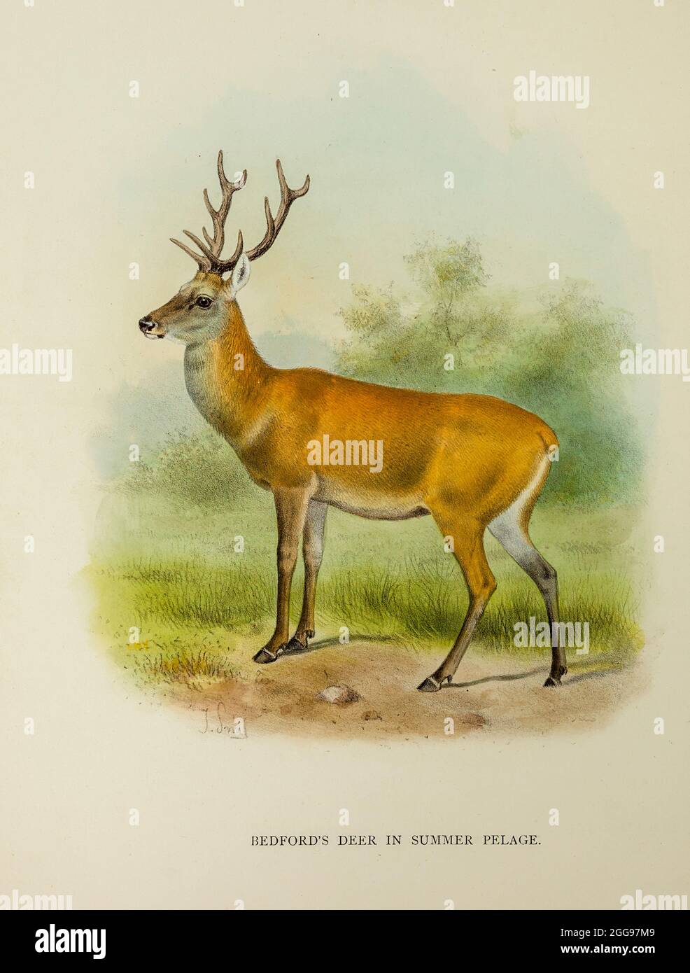 Père David's deer (Elaphurus davidianus) on Duke of Bedford's estate At Woburn Deer Park in Bedfordshire, from the book ' The deer of all lands : a history of the family Cervidae, living and extinct ' by Richard Lydekker, Published in London by Ward 1898 Stock Photo