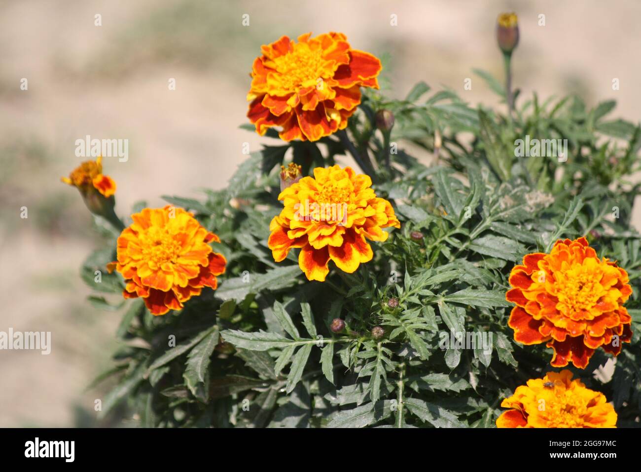 Cluster of French marigold (Tagetes patula) flowers Stock Photo
