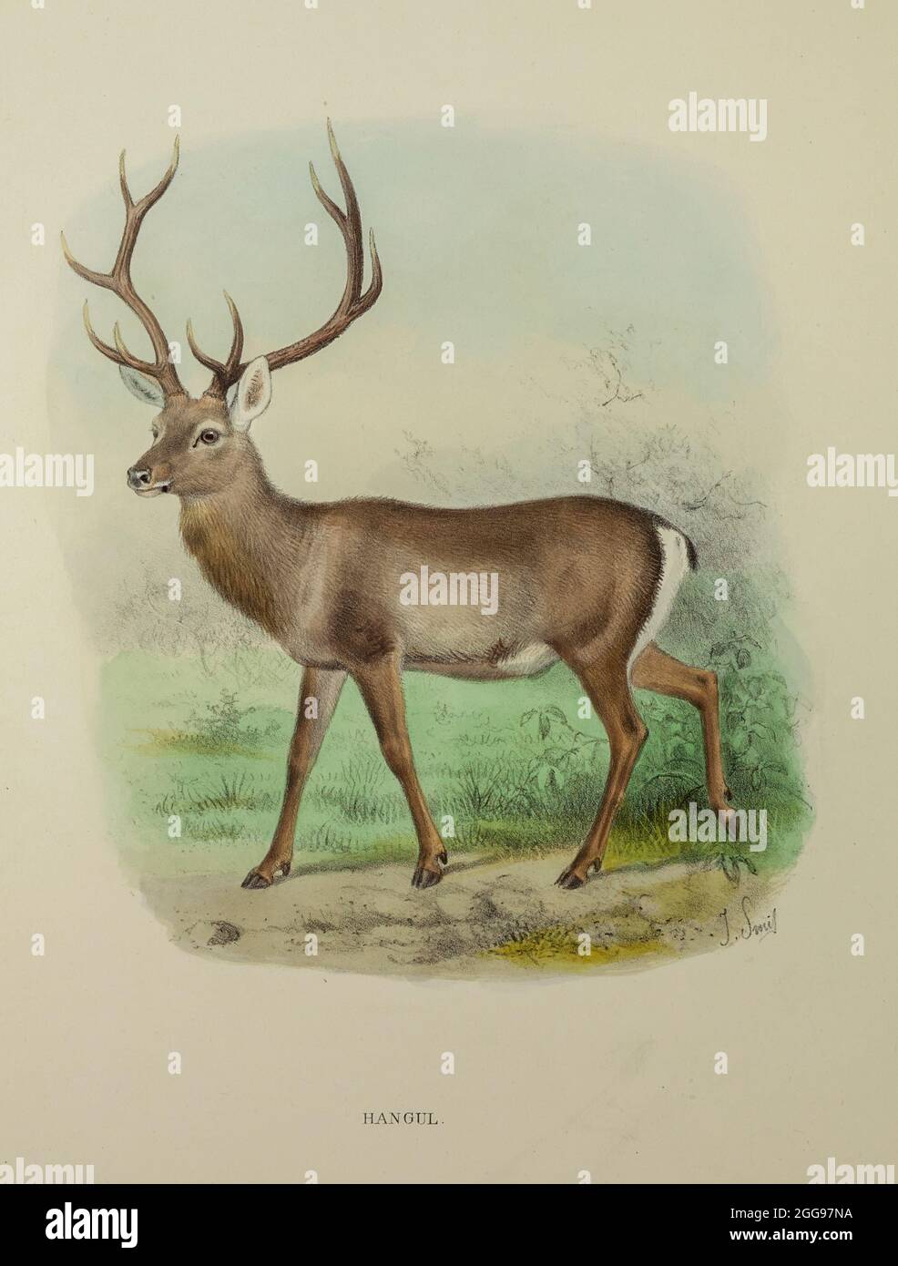 Hangul deer outlet
