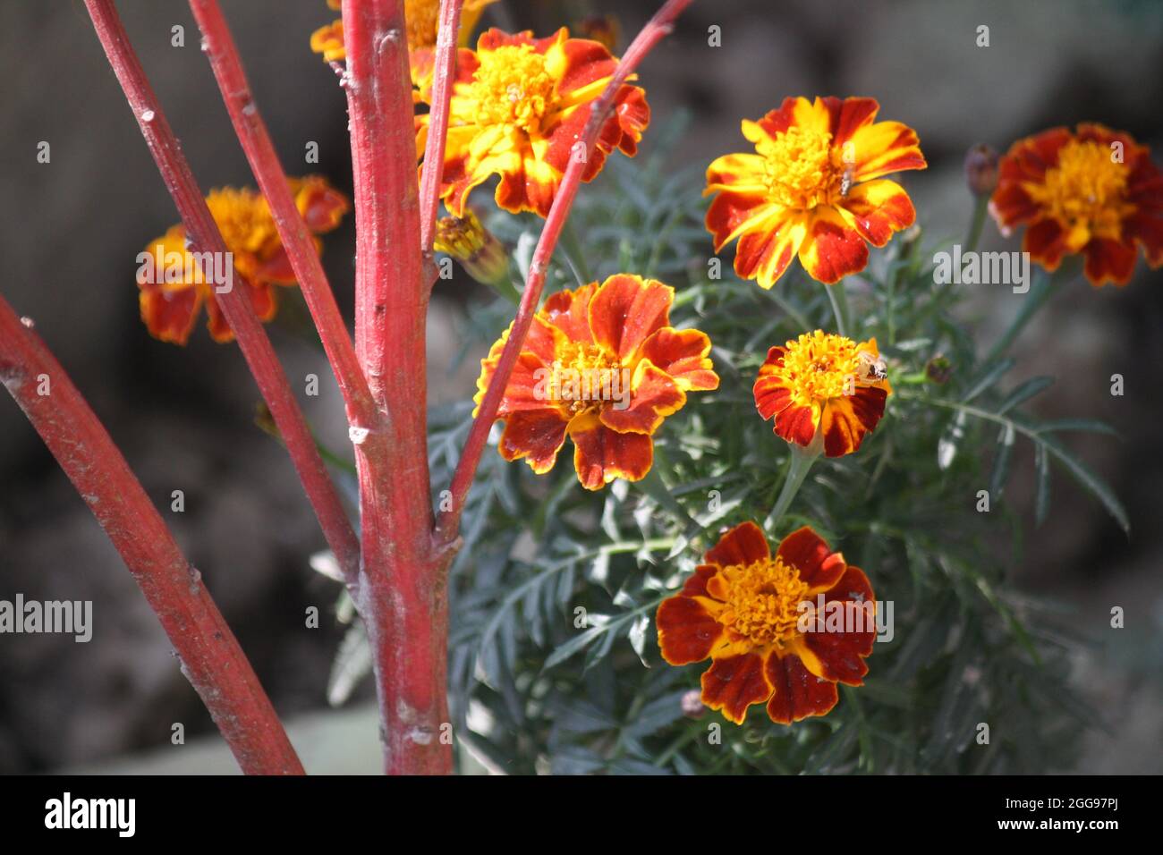 Cluster of French marigold (Tagetes patula) flowers Stock Photo