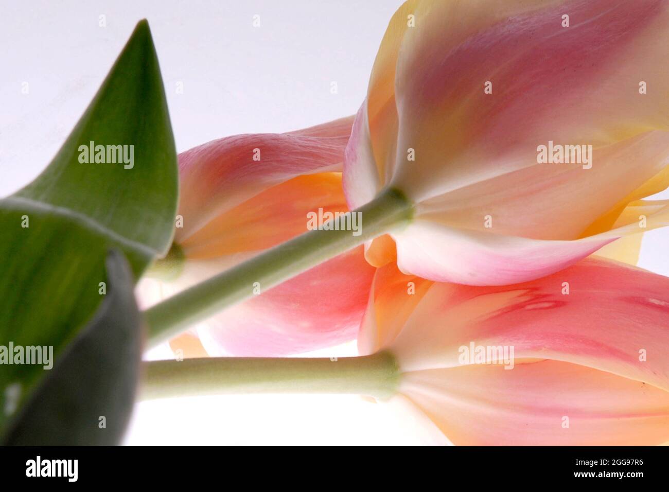 Blumen,Tulpen Stock Photo