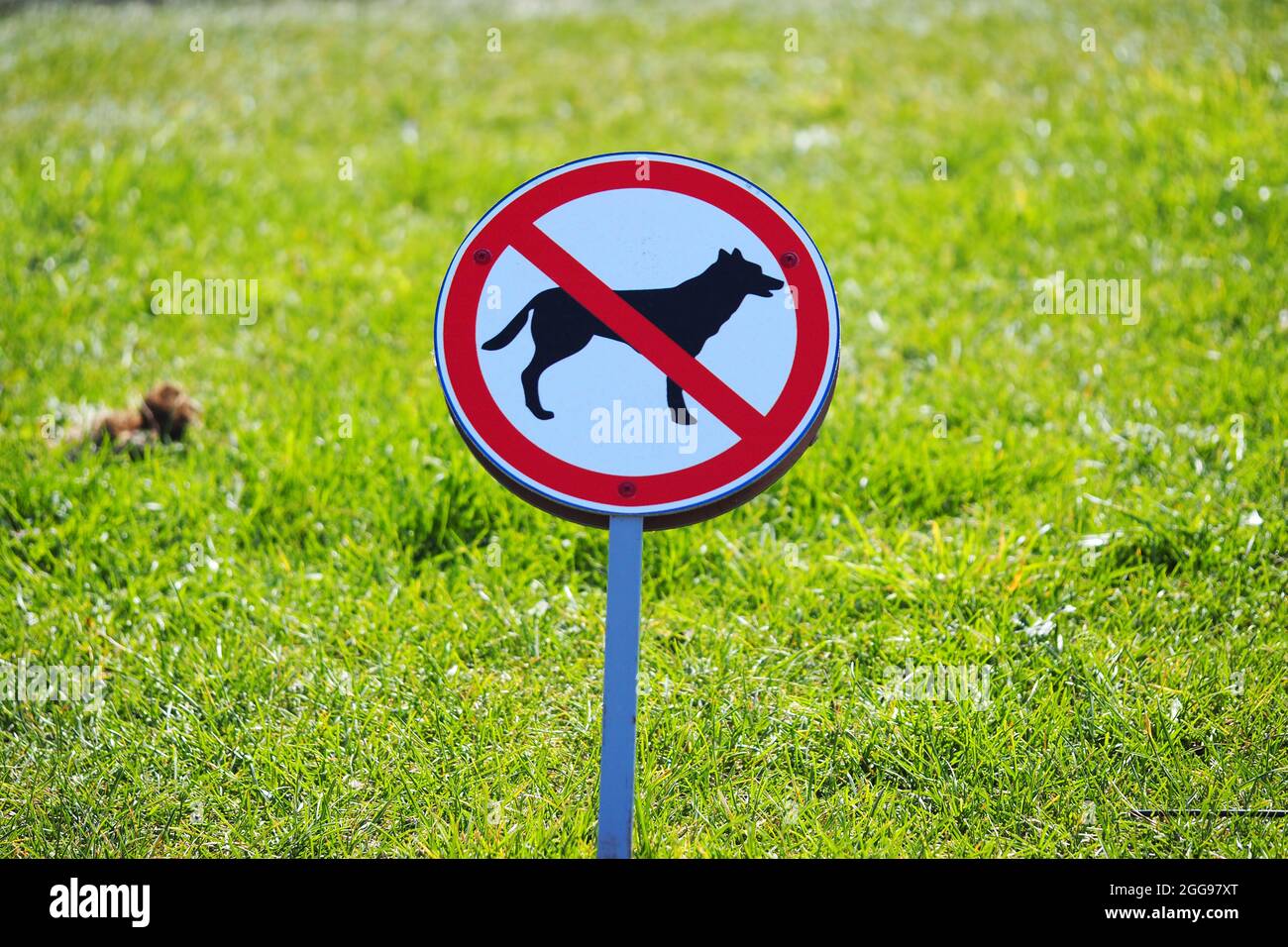 Dog walking is prohibited. Warning sign for dog breeders. High quality photo Stock Photo