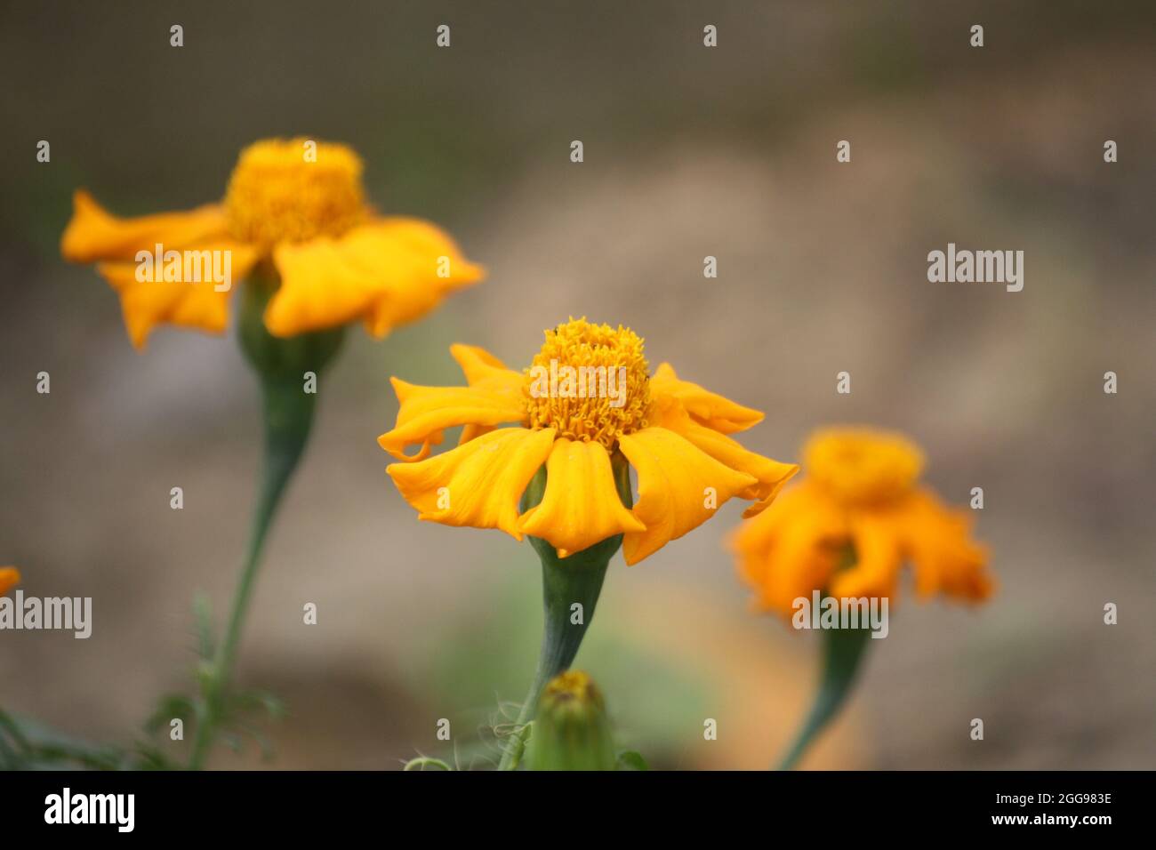 Lemmon's marigold (Tagetes lemmonii) flowers in bloom Stock Photo
