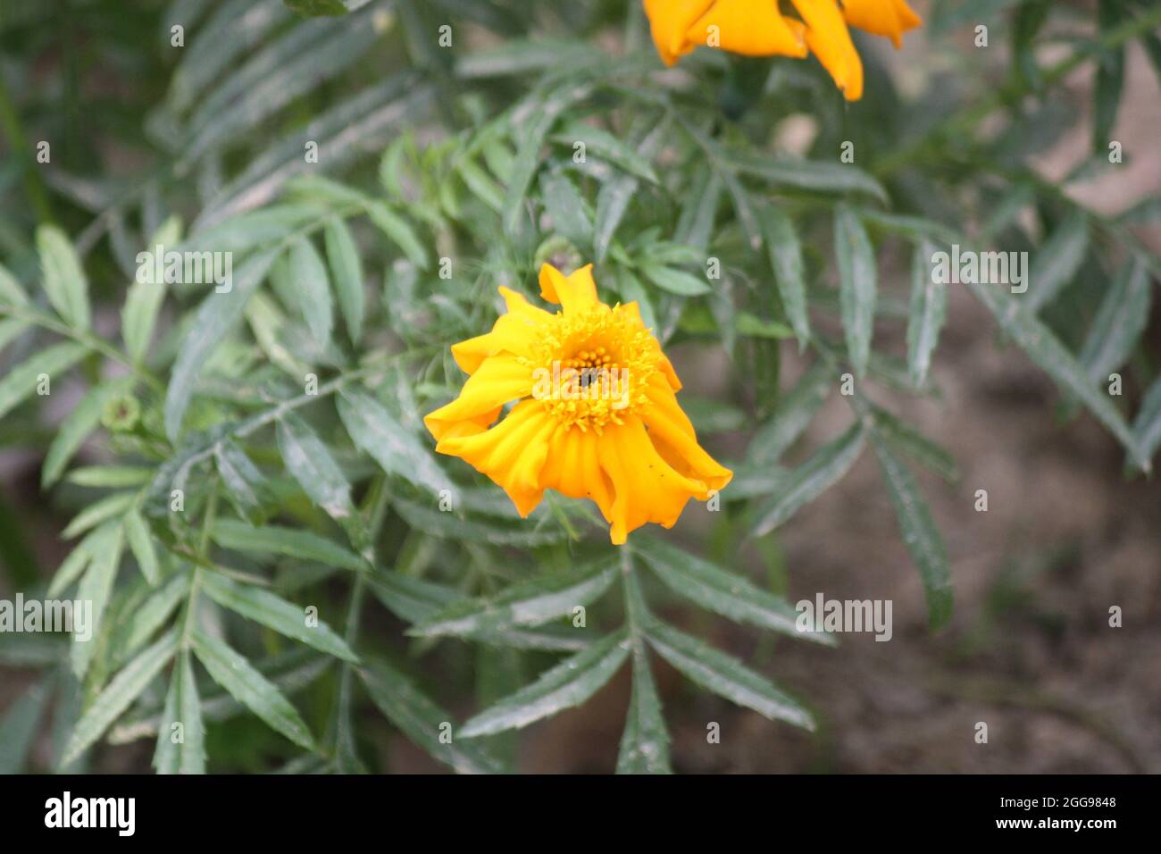 Lemmon's marigold (Tagetes lemmonii) flowers in bloom Stock Photo