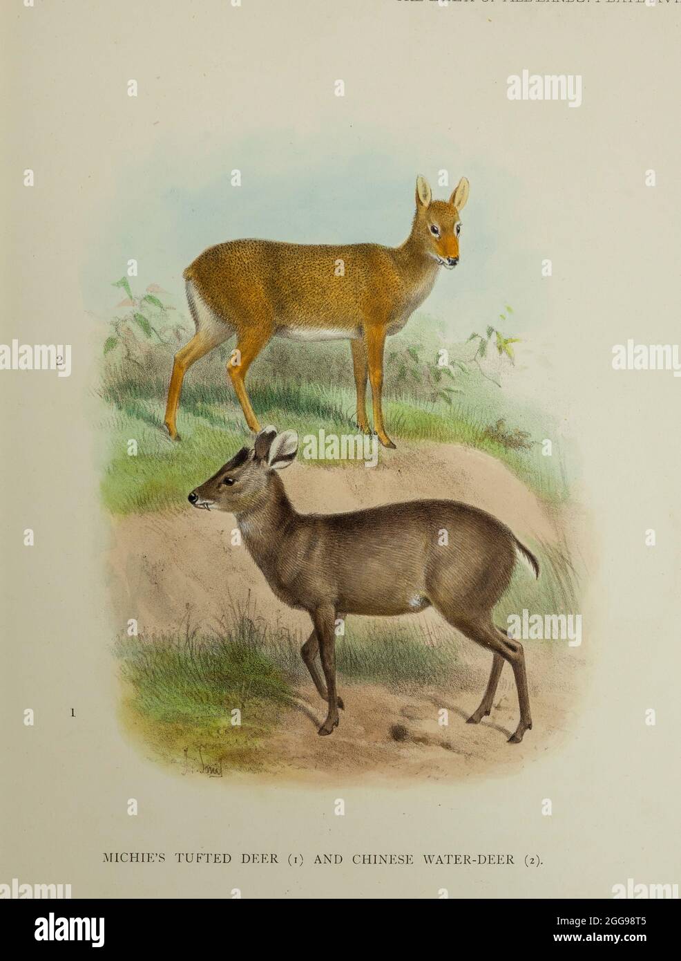 Michie's Tufted Deer (Elaphodus cephalophus michianus) [bottom] and Chinese water-deer (Hydropotes inermis inermis) [Top] from the book ' The deer of all lands : a history of the family Cervidae, living and extinct ' by Richard Lydekker, Published in London by Ward 1898 Stock Photo