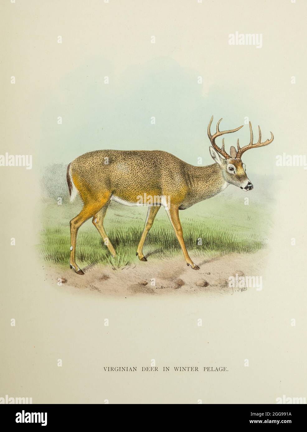 The white-tailed deer (Odocoileus virginianus), also known as the whitetail or Virginia deer, is a medium-sized deer native to North America, Central America, Ecuador, and South America as far south as Peru and Bolivia from the book ' The deer of all lands : a history of the family Cervidae, living and extinct ' by Richard Lydekker, Published in London by Ward 1898 Stock Photo