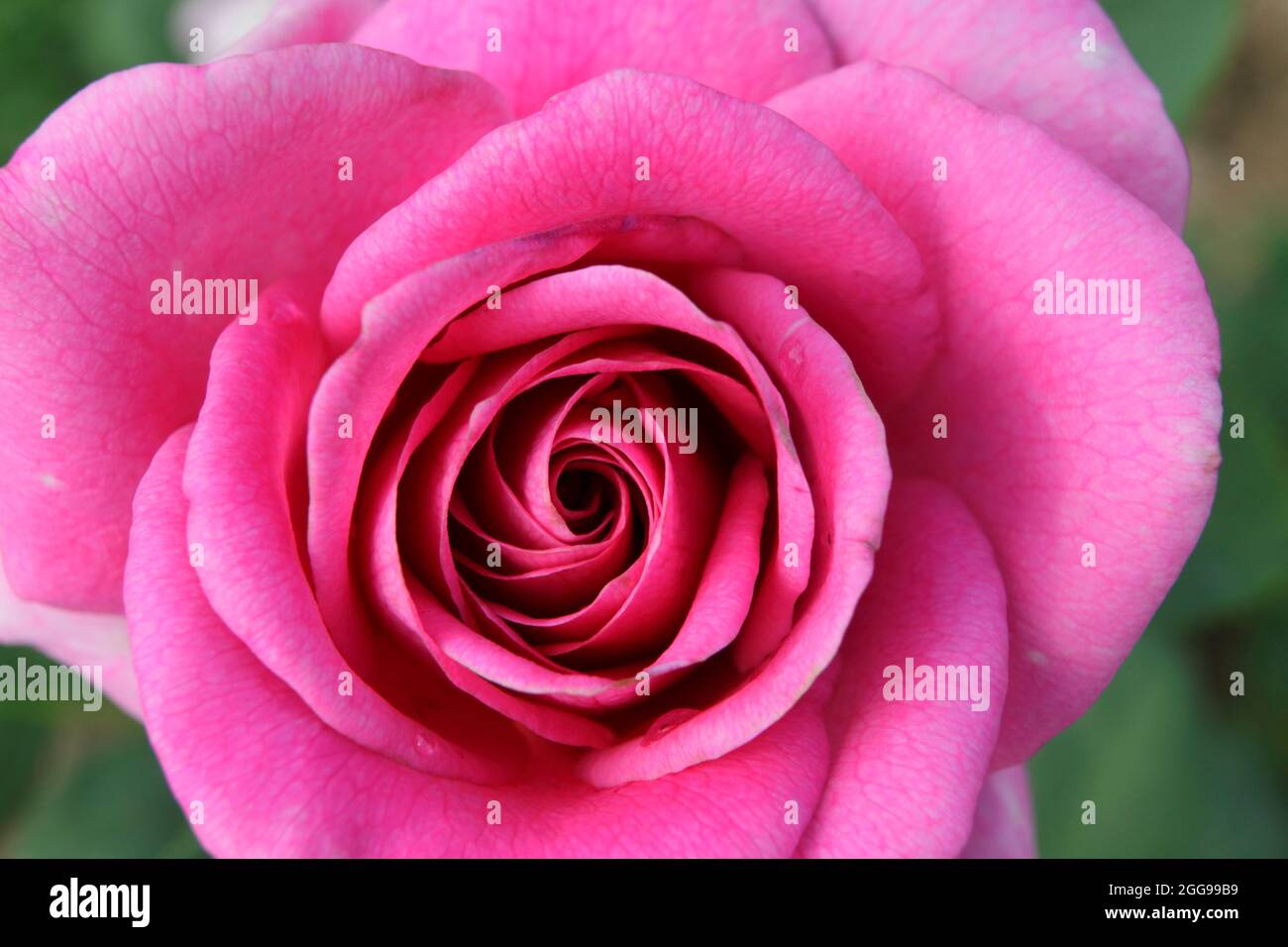 Close up of a Rose flower Stock Photo - Alamy