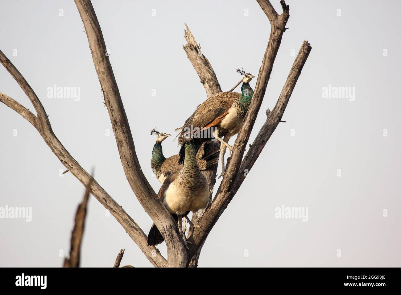 Closeup shot of Indian peafowls (Pavo cristatus) on a tree branch Keoladeo National Park Stock Photo
